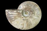 Silver Iridescent Ammonite (Cleoniceras) Fossil - Madagascar #146334-1